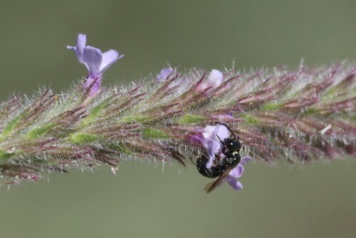 iNaturalist observation photo of Zadontomerus