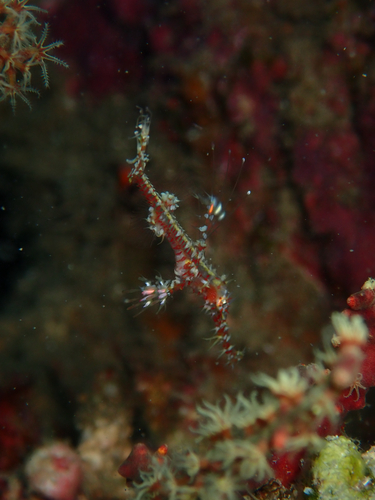 Solenostomus paradoxus