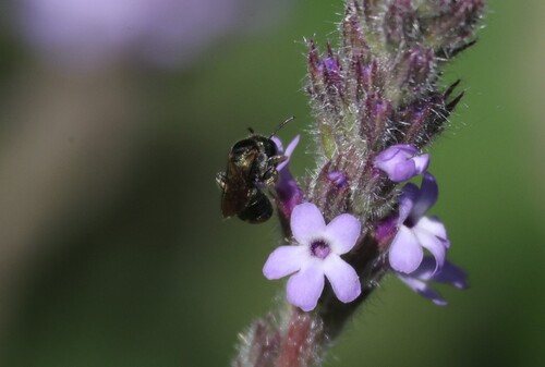 iNaturalist observation photo of Zadontomerus