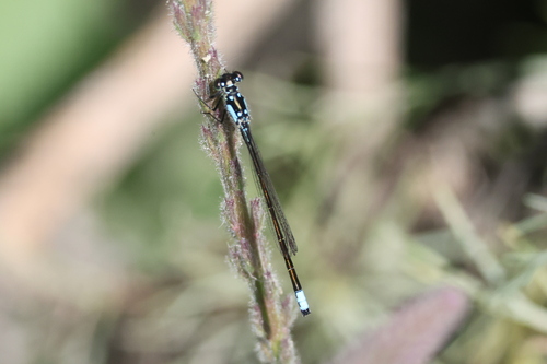 iNaturalist observation photo of Pacific Forktail