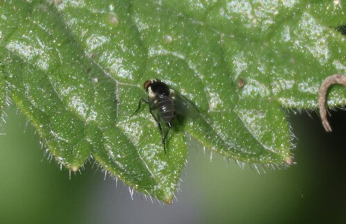 iNaturalist observation photo of Calycomyza verbenae
