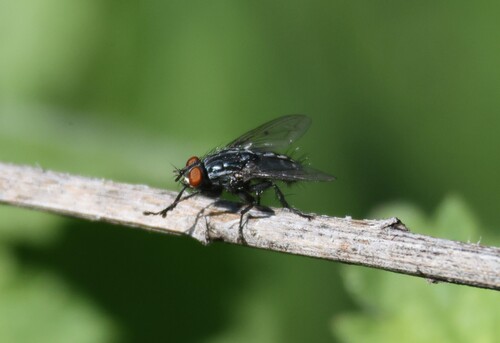 iNaturalist observation photo of Bot Flies, Blow Flies, and Allies