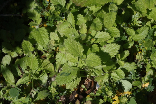iNaturalist observation photo of western vervain