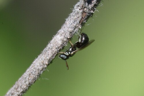 iNaturalist observation photo of Arizona Small carpenter