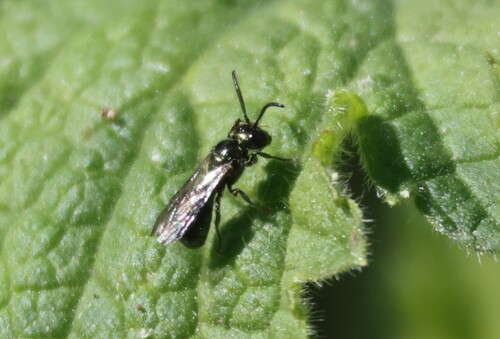 iNaturalist observation photo of Zadontomerus