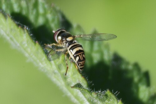 Unknown species found near San Joaquin Marsh, Irvine, CA 92612, USA