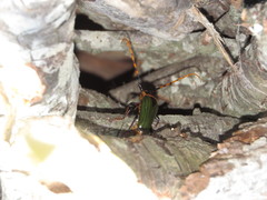 Retrachydes thoracicus