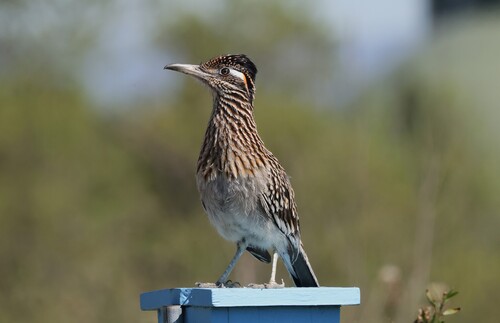 Greater Roadrunner observed by david99