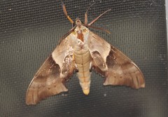 Coequosa australasiae