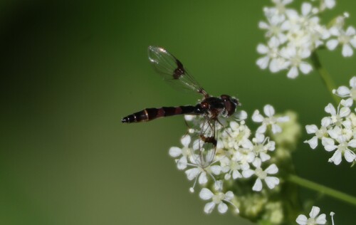 Unknown species found near San Joaquin Marsh, Irvine, CA 92612, USA