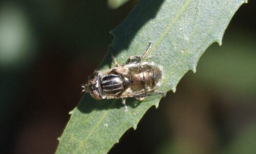 Unknown species found near San Joaquin Marsh, Irvine, CA 92612, USA