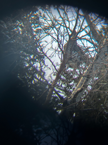 Ruffed Grouse observed by hstock1