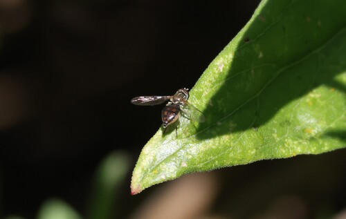 Unknown species found near San Joaquin Marsh, Irvine, CA 92612, USA