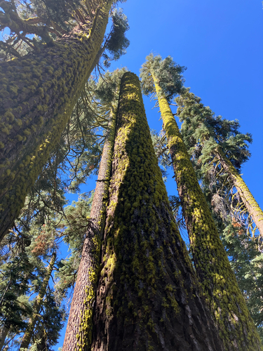 red fir (Abies magnifica)
