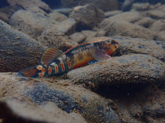 Kanawha Darter photo 5
