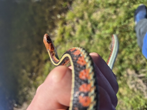 Common Garter Snake observed by beeeezzzzz