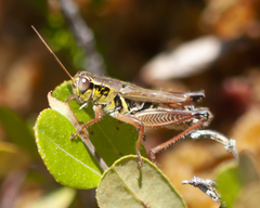Melanoplus borealis