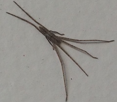 Quemedice enigmaticus