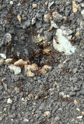 Red Imported Fire Ant