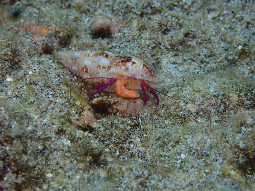 Pylopaguropsis keijii observed 2026-02-28