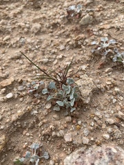 Eriogonum elegans