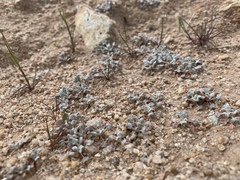 Eriogonum elegans