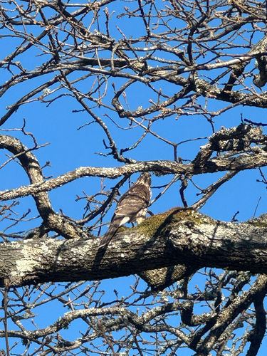 Cooper's Hawk observed by kyasage