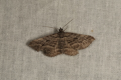Chrysolarentia severata