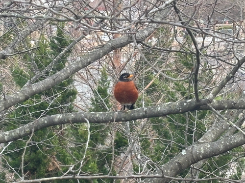American Robin