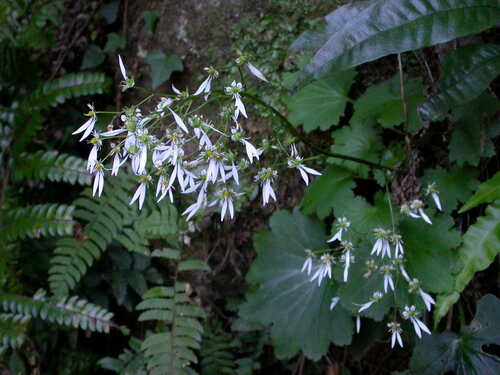 Saxifraga cortusifolia iNat (2)