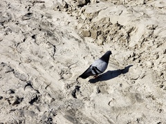 Columba livia domestica