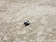 Columba livia domestica
