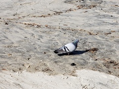 Columba livia domestica