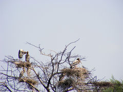 Mycteria leucocephala