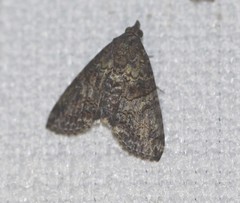 Lophoptera hemithyris