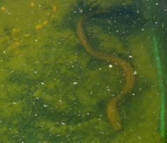 Synbranchus marmoratus