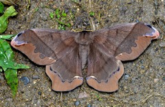 Arsenura ciocolatina