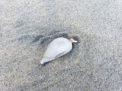 Macrocystis pyrifera