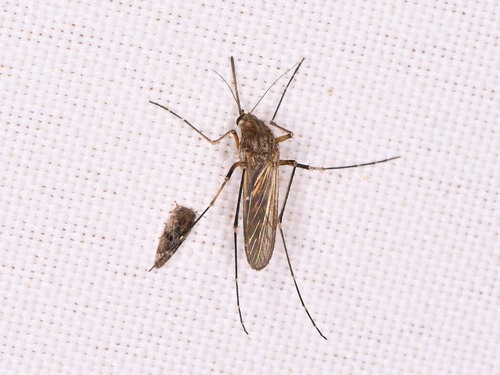 Unknown species found near Williamson County, TX, USA