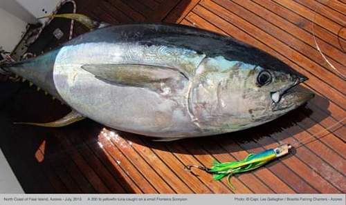 Photo of Yellowfin tuna (Thunnus albacares)