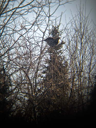 Ruffed Grouse observed by hstock1