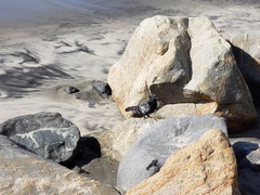 Columba livia domestica