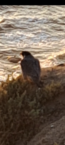 Peregrine Falcon observed by pelicant_