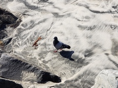 Columba livia domestica