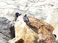 Columba livia domestica