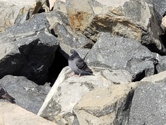 Columba livia domestica