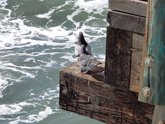 Columba livia domestica