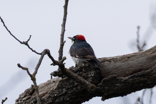 Acorn Woodpecker observed by amyinthewild