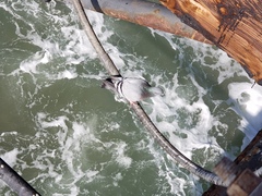 Columba livia domestica