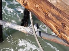 Columba livia domestica